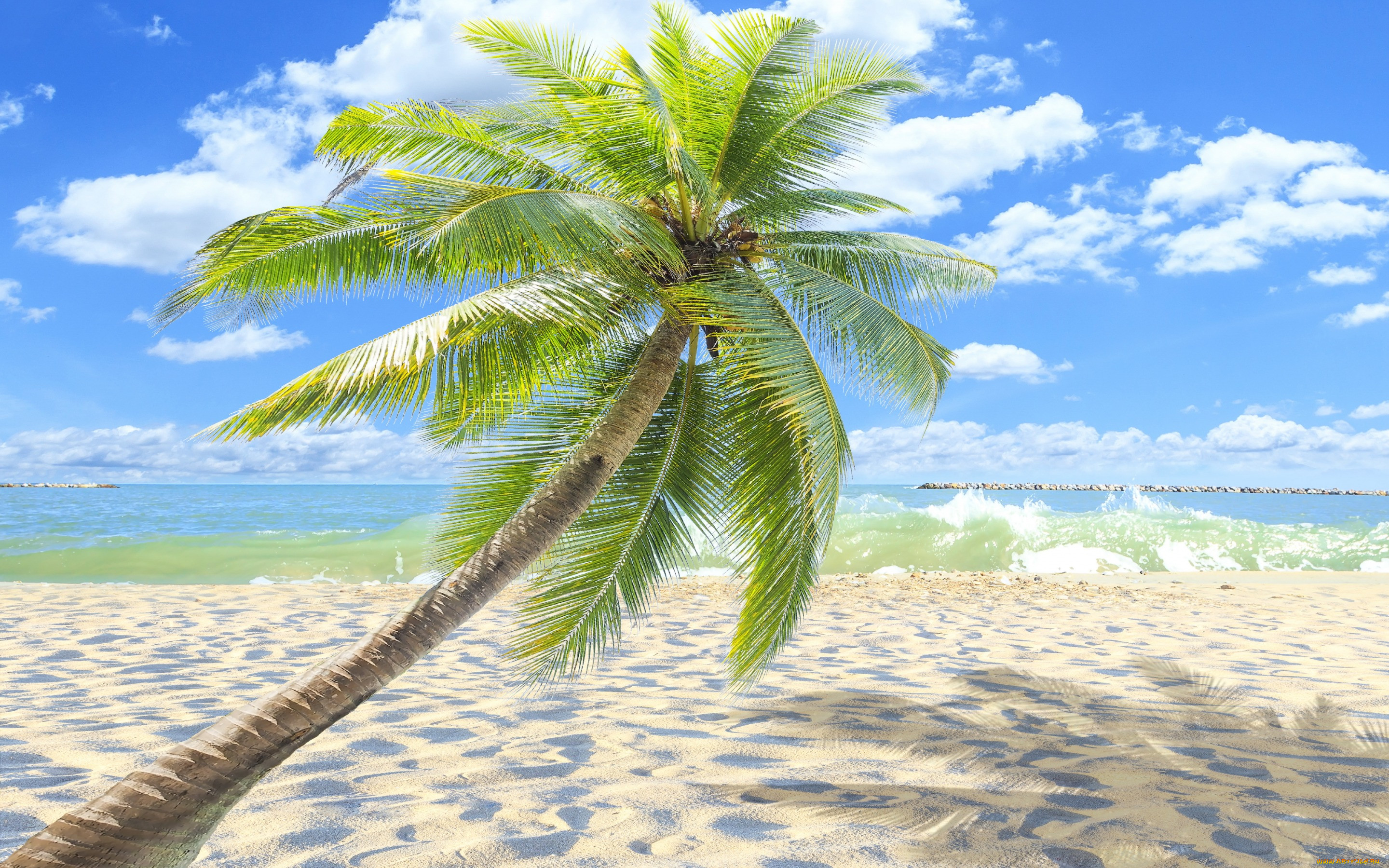 , , , , palms, sand, tropical, sea, beach, , , paradise, shore, , summer, 